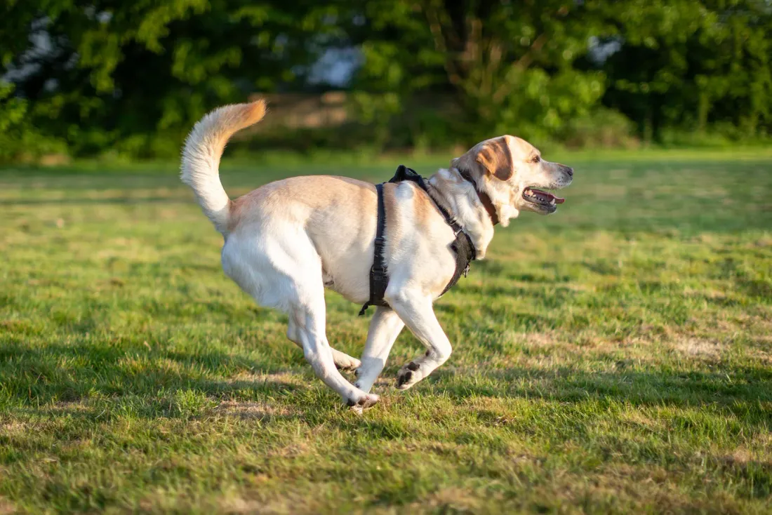 Lean yellow Labrador running across grass