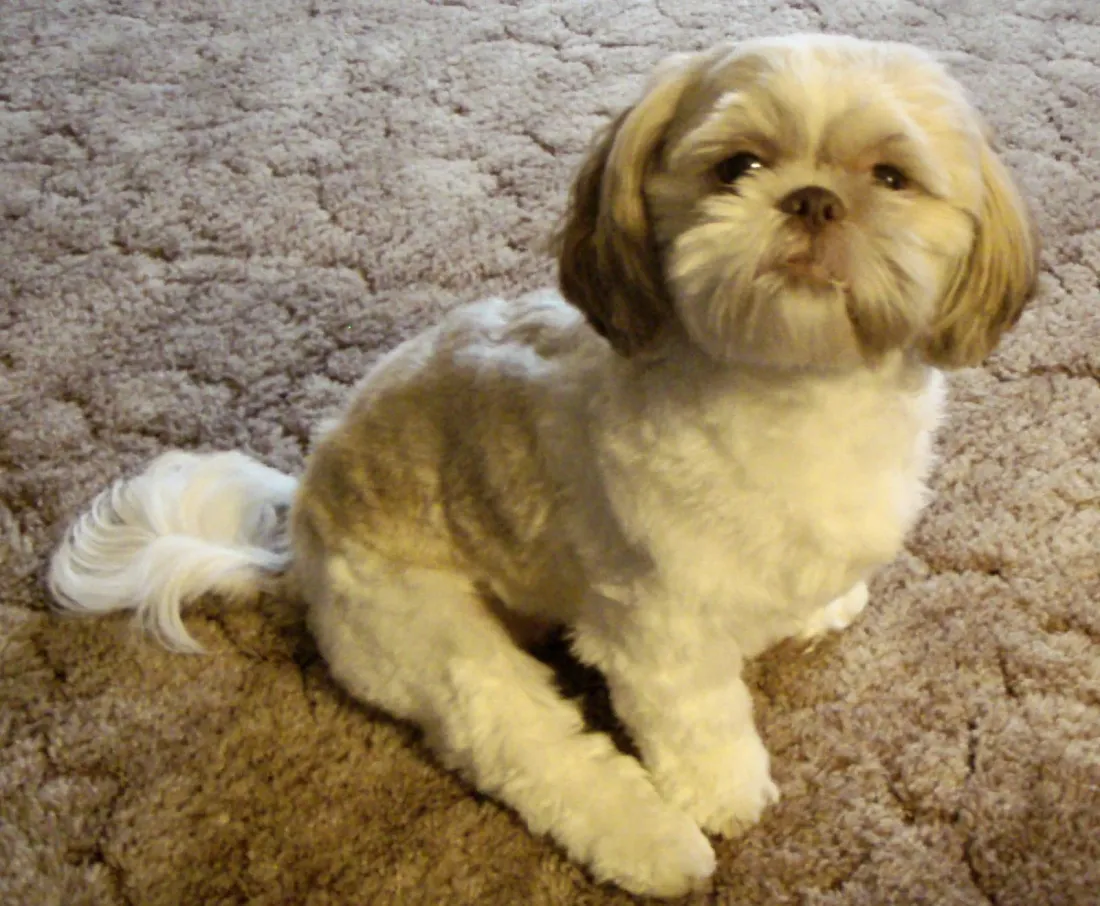Cream and gold Shih Tzu in a short clip lying on a rug