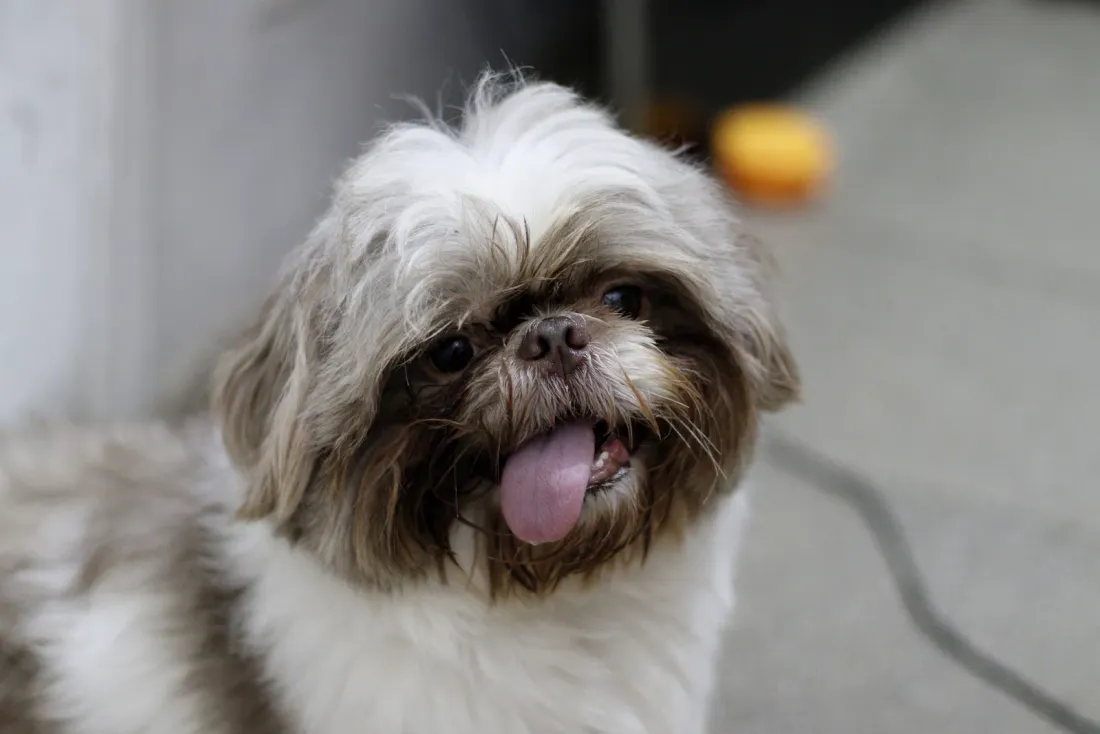 Brown and white Shih Tzu face close up, head tilted, tongue out