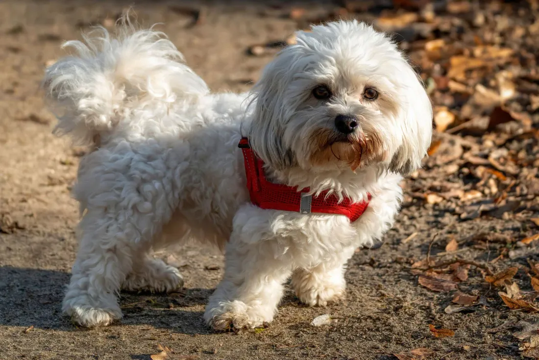 White Maltese in a red harness