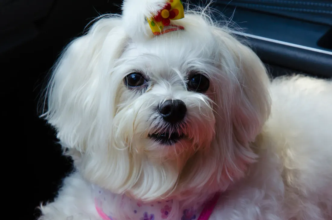 Close-up of a Maltese face with dark round eyes and black nose
