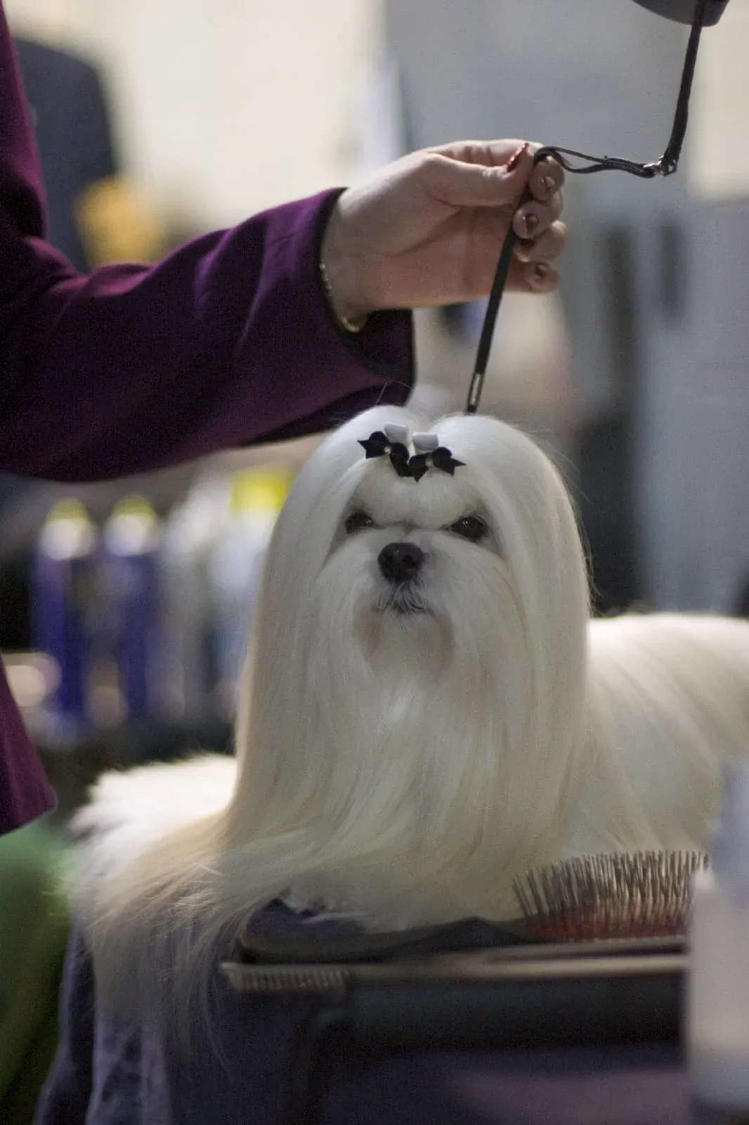 Maltese in full show coat with a topknot standing at a dog show