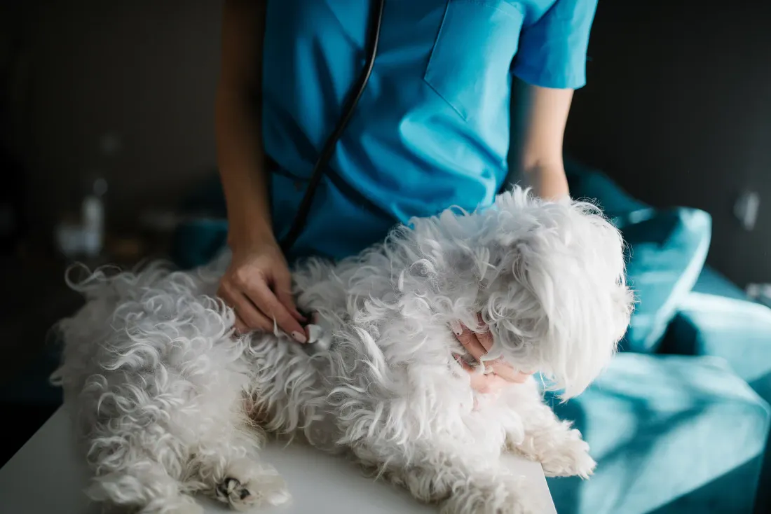 Vet examining a small white dog with a stethoscope