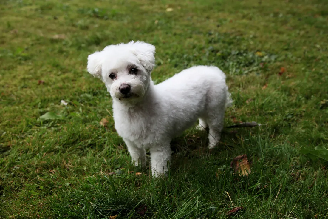 White Maltese in a short pet clip standing on grass