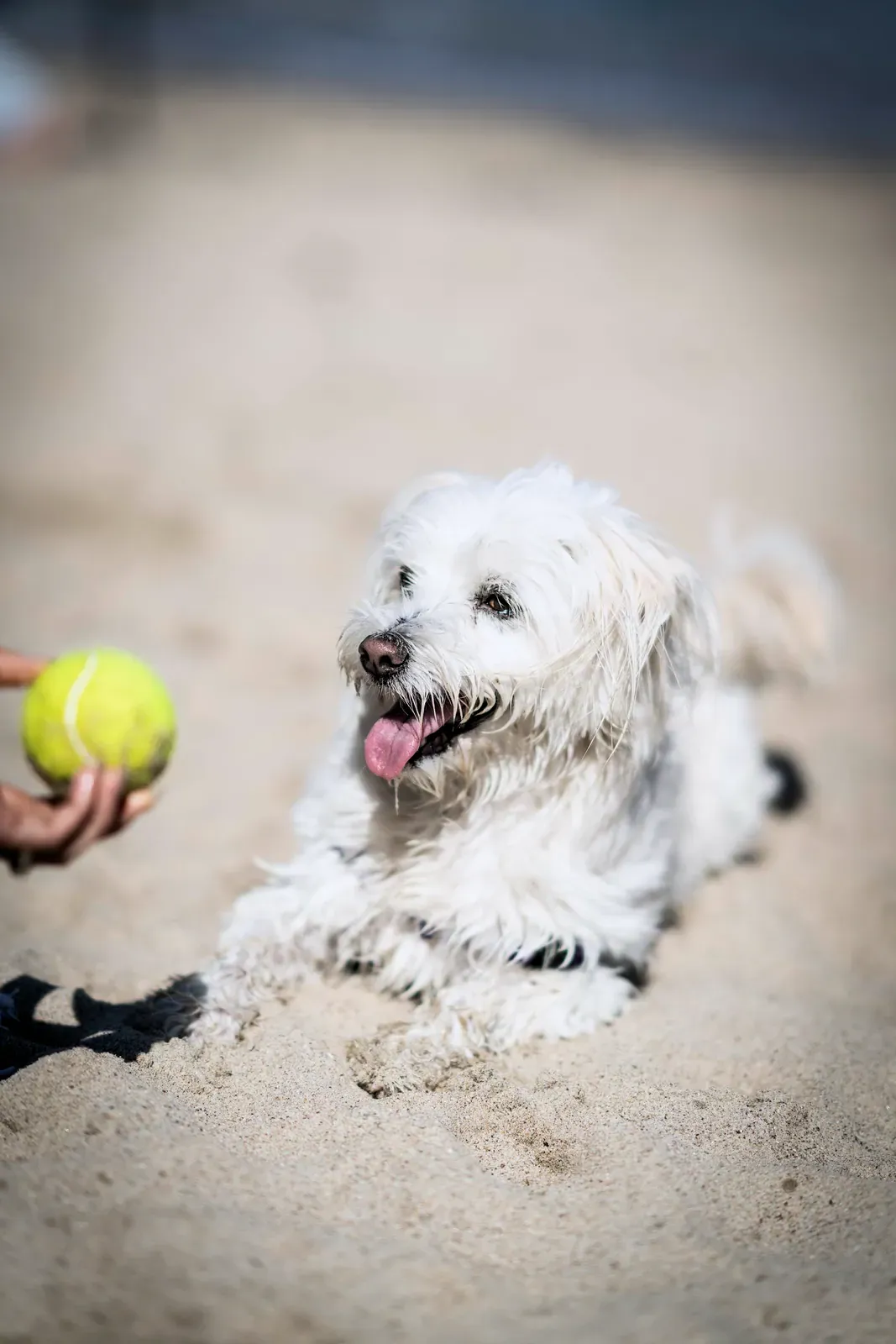 White Maltese lying on sand with a tennis ball