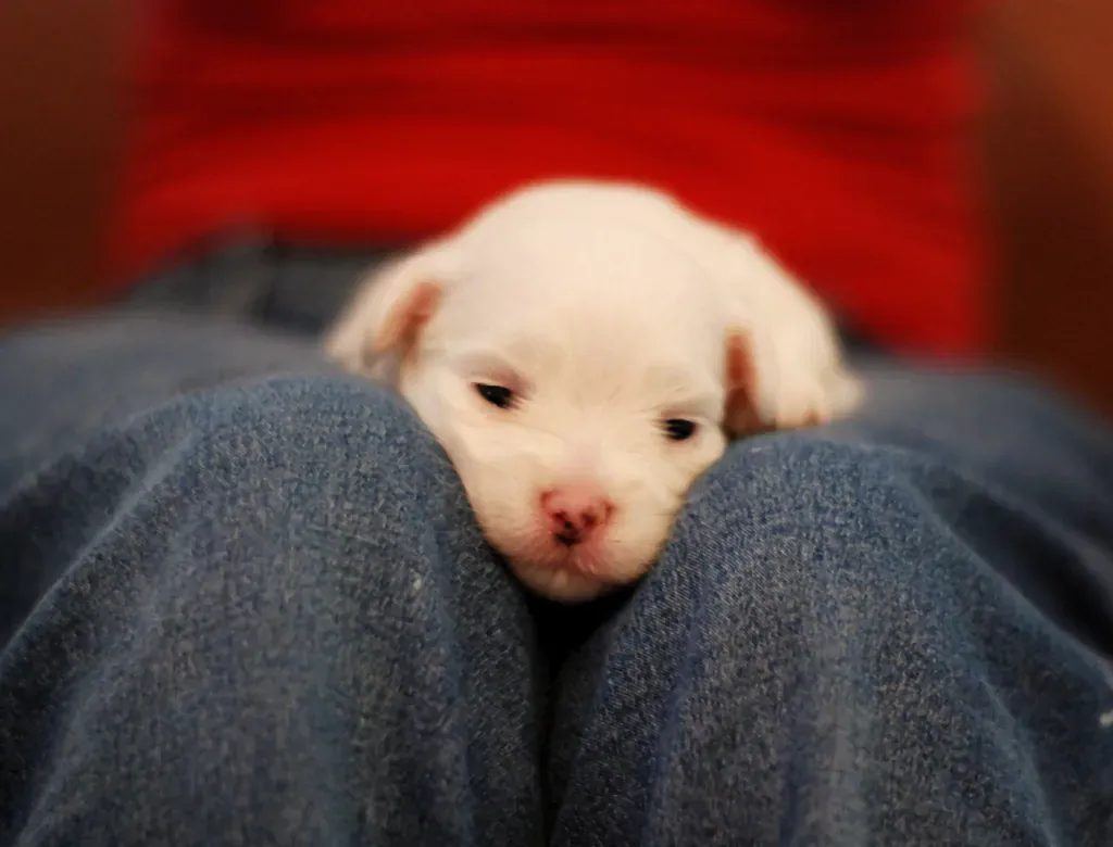 Tiny white Maltese puppy resting on a lap
