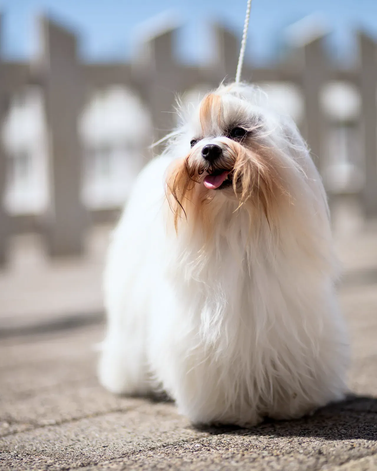 White Maltese with a long coat standing on a paved path