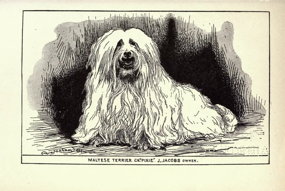 Maltese Terrier Ch. Pixie, print from All About Dogs, 1900