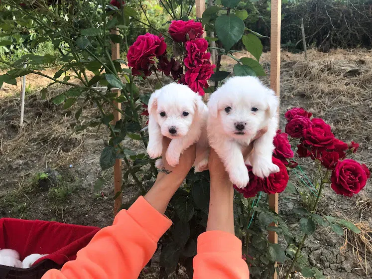 Two white Maltese puppies held up in hands
