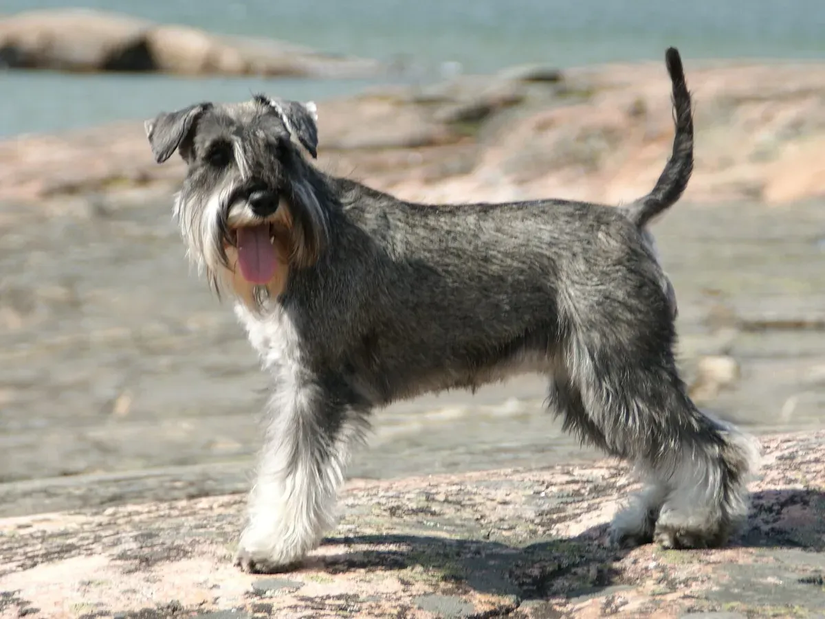 Miniature Schnauzer standing in profile on rocks