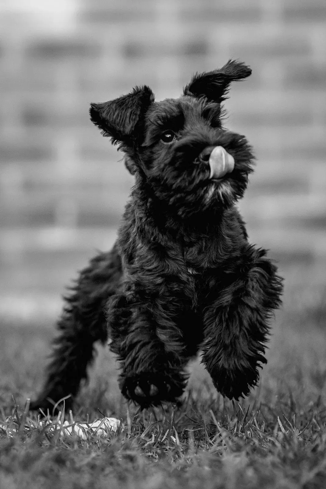 Solid black Miniature Schnauzer bounding forward with tongue out