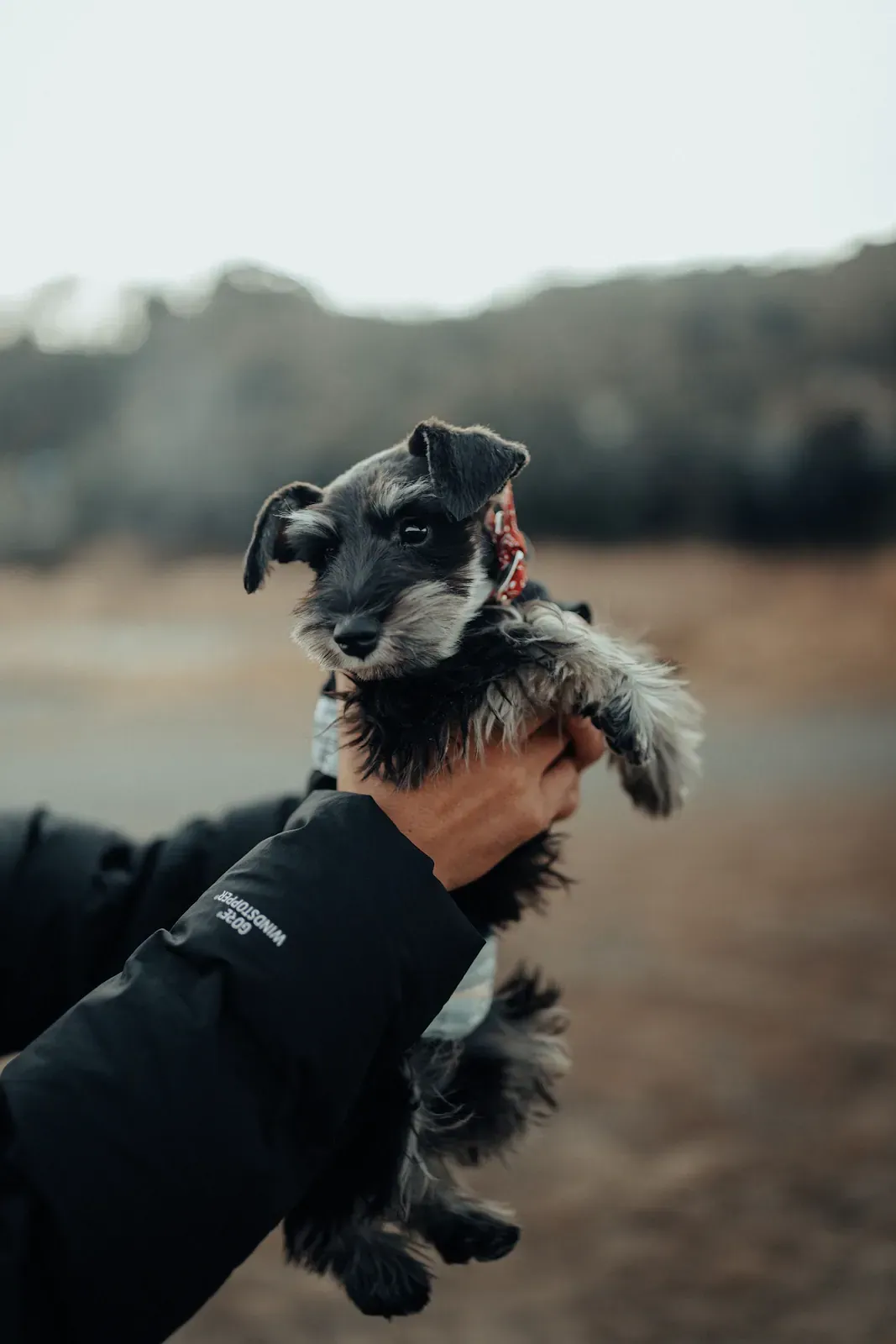 Young salt and pepper Miniature Schnauzer held in a person's arms