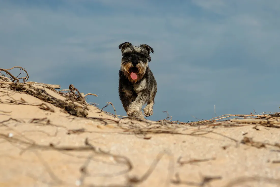 Miniature Schnauzer running over a sand dune