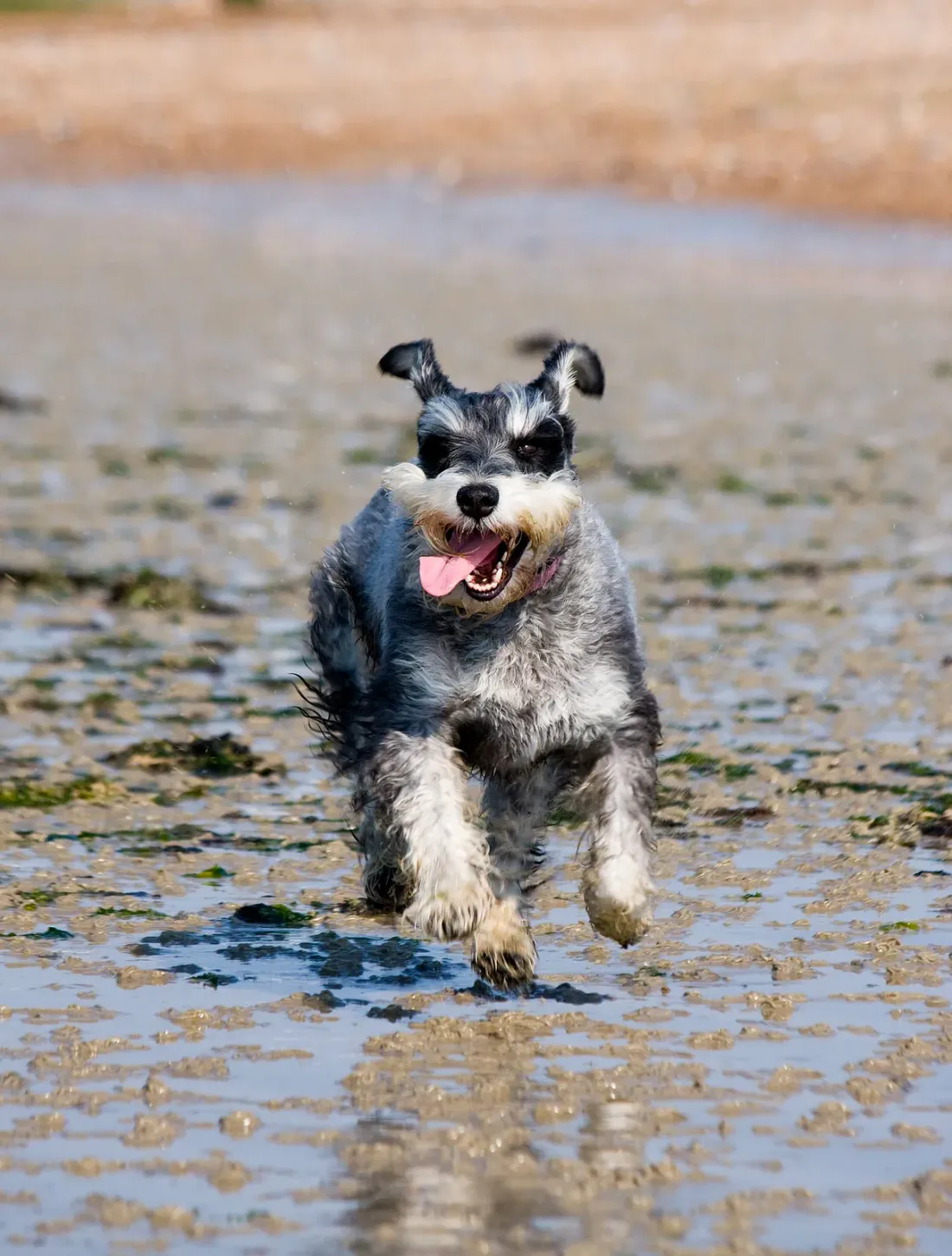 Miniature Schnauzer running through shallow water