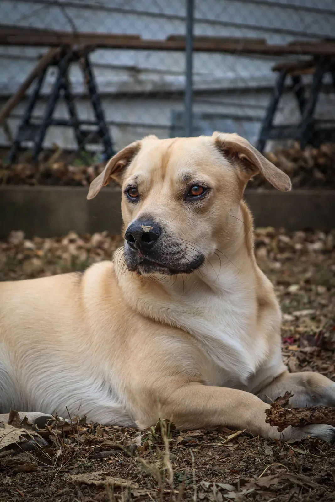 Mountain Cur
