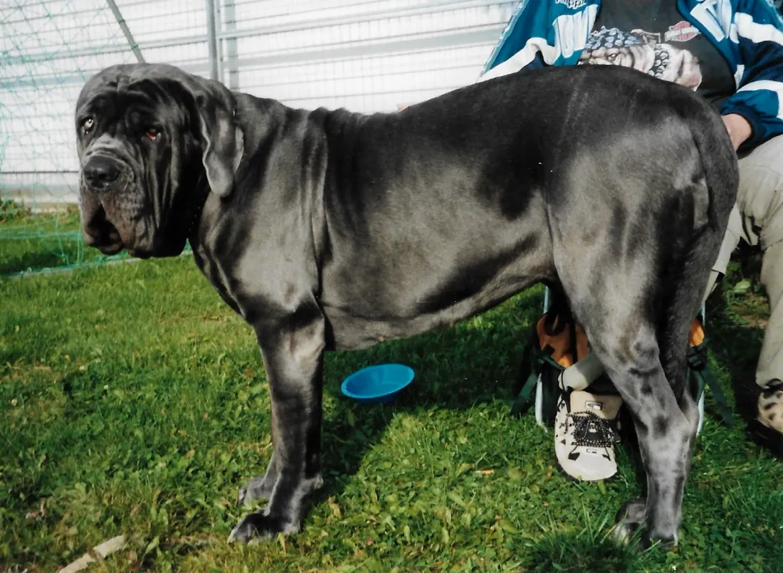 Grey Neapolitan Mastiff standing in side view on a lead, with heavy loose skin and dewlap