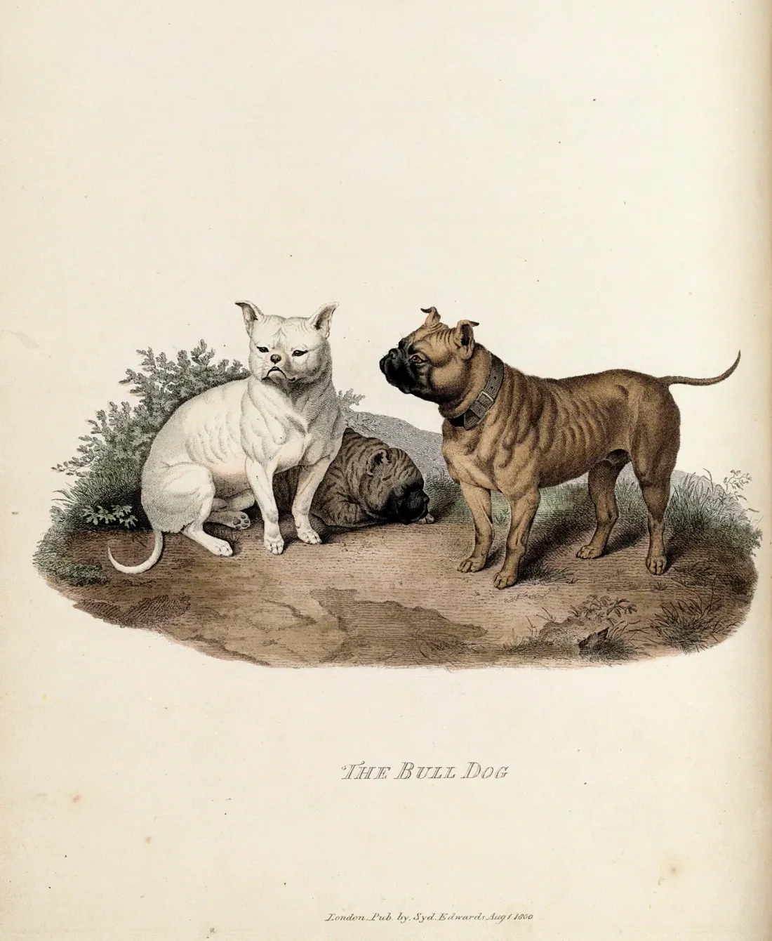 The Bull Dog, plate by Sydenham Edwards from Cynographia Britannica, about 1800