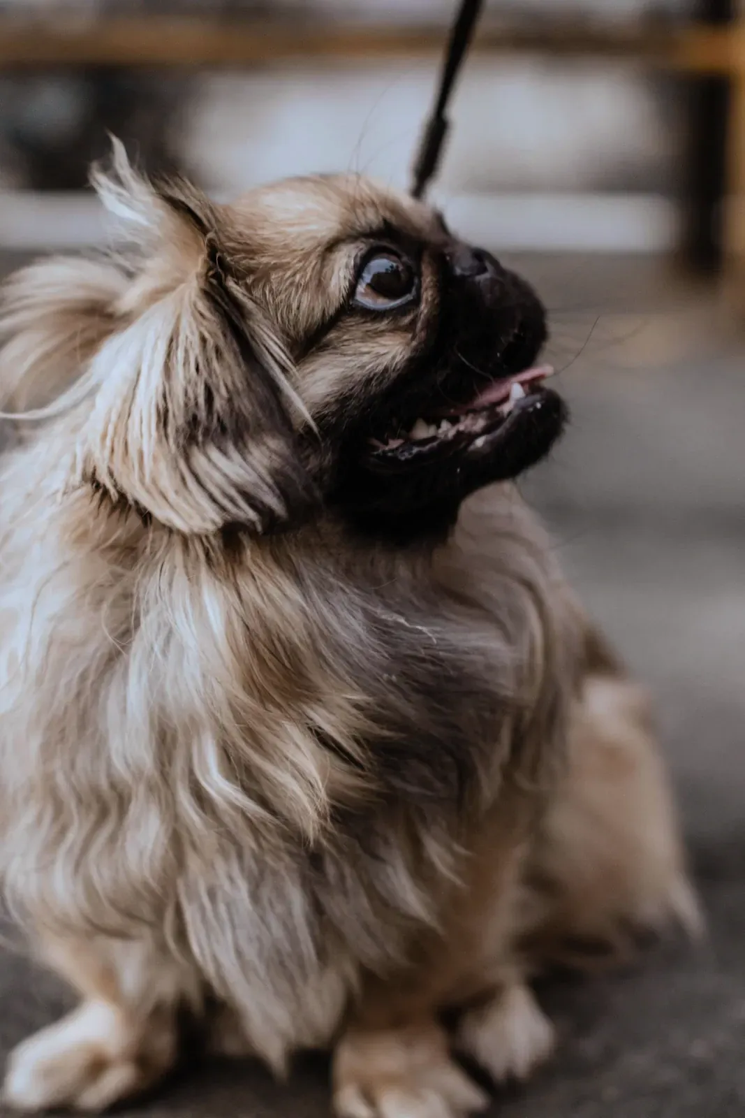 Cream Pekingese with a long coat, head turned