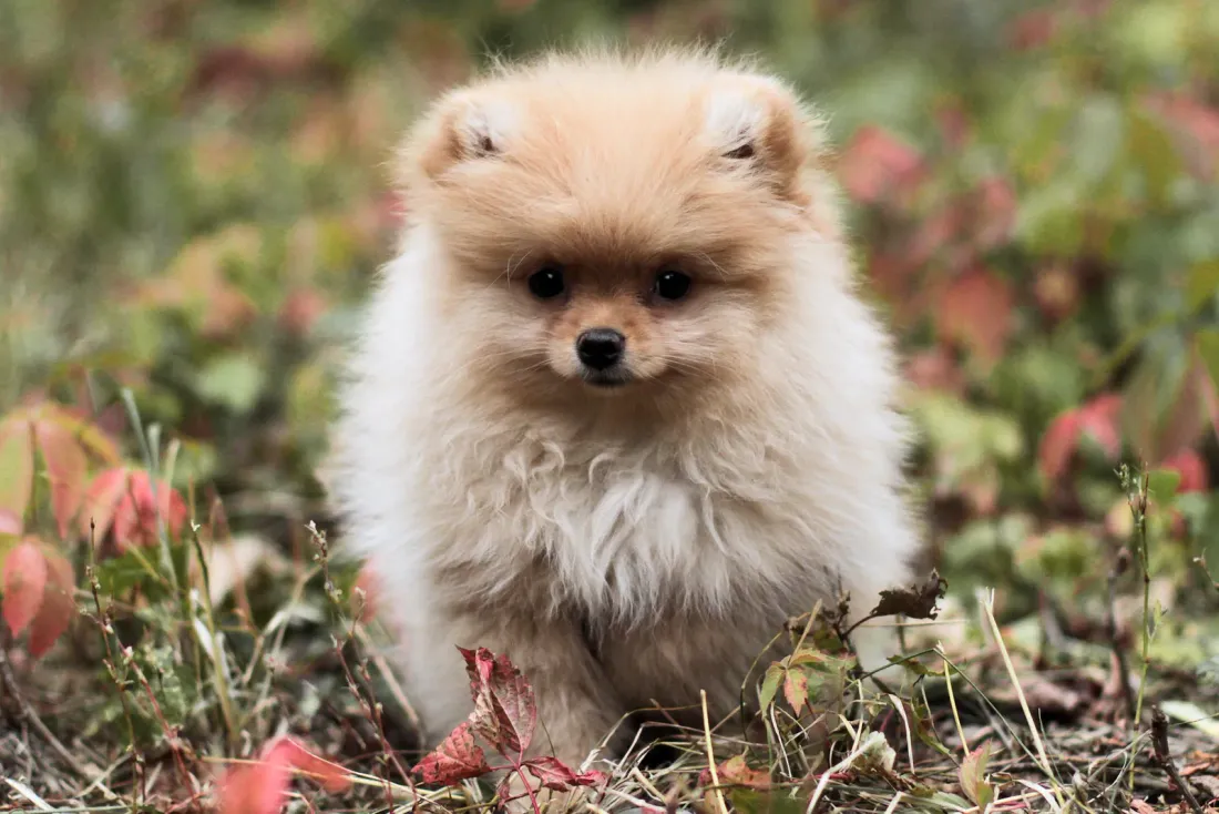 Fluffy cream-orange Pomeranian puppy sitting outdoors