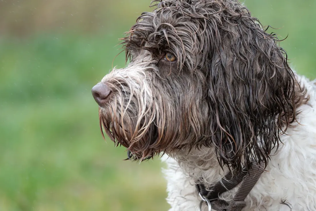 Portuguese Water Dog in profile with a wet curly coat outdoors