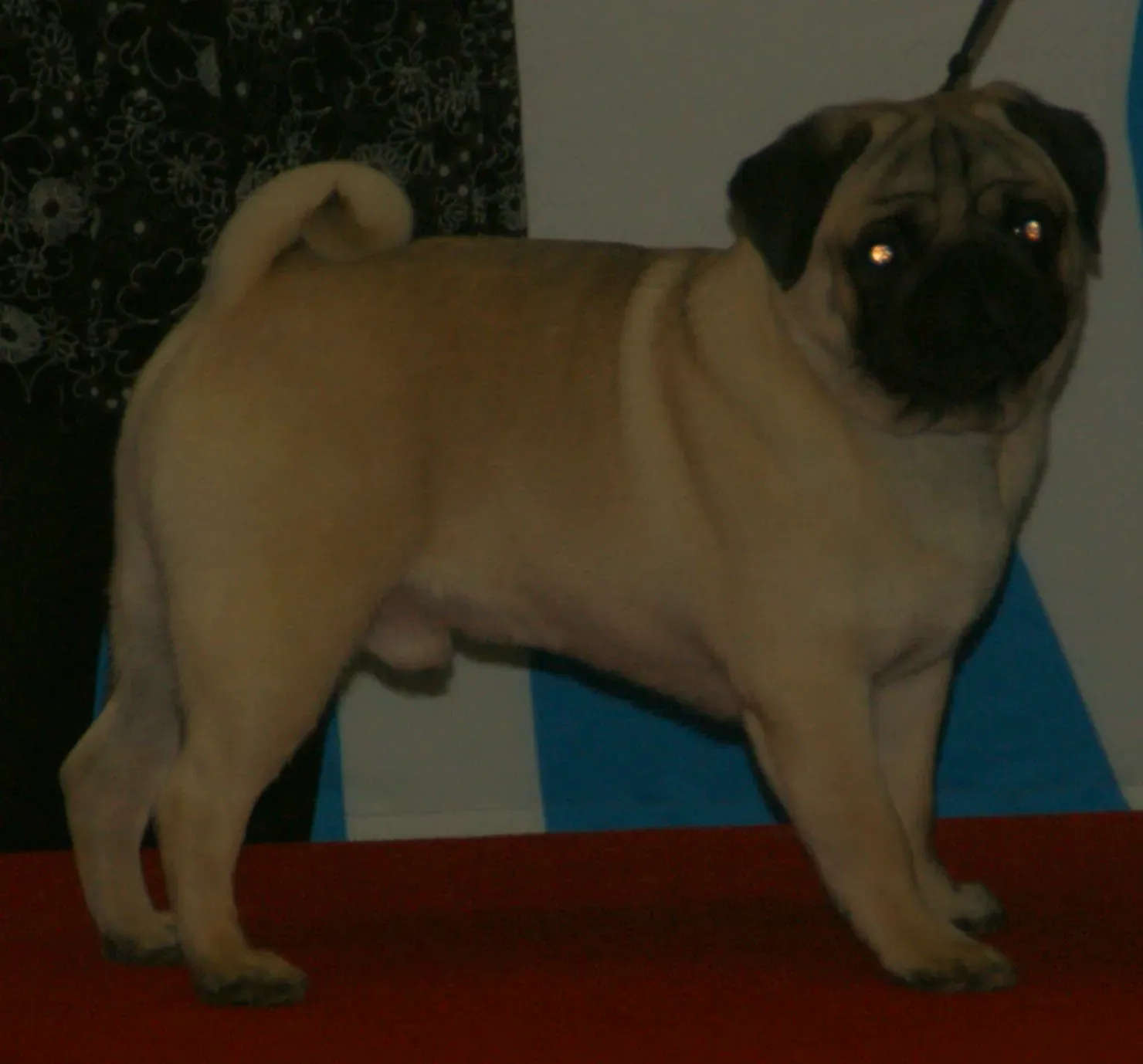 Fawn Pug standing in side view with a curled tail and black mask