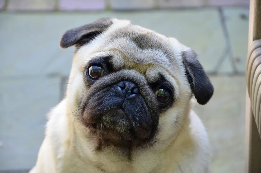 Front view of a fawn Pug face showing the short nose, nostrils and large eyes