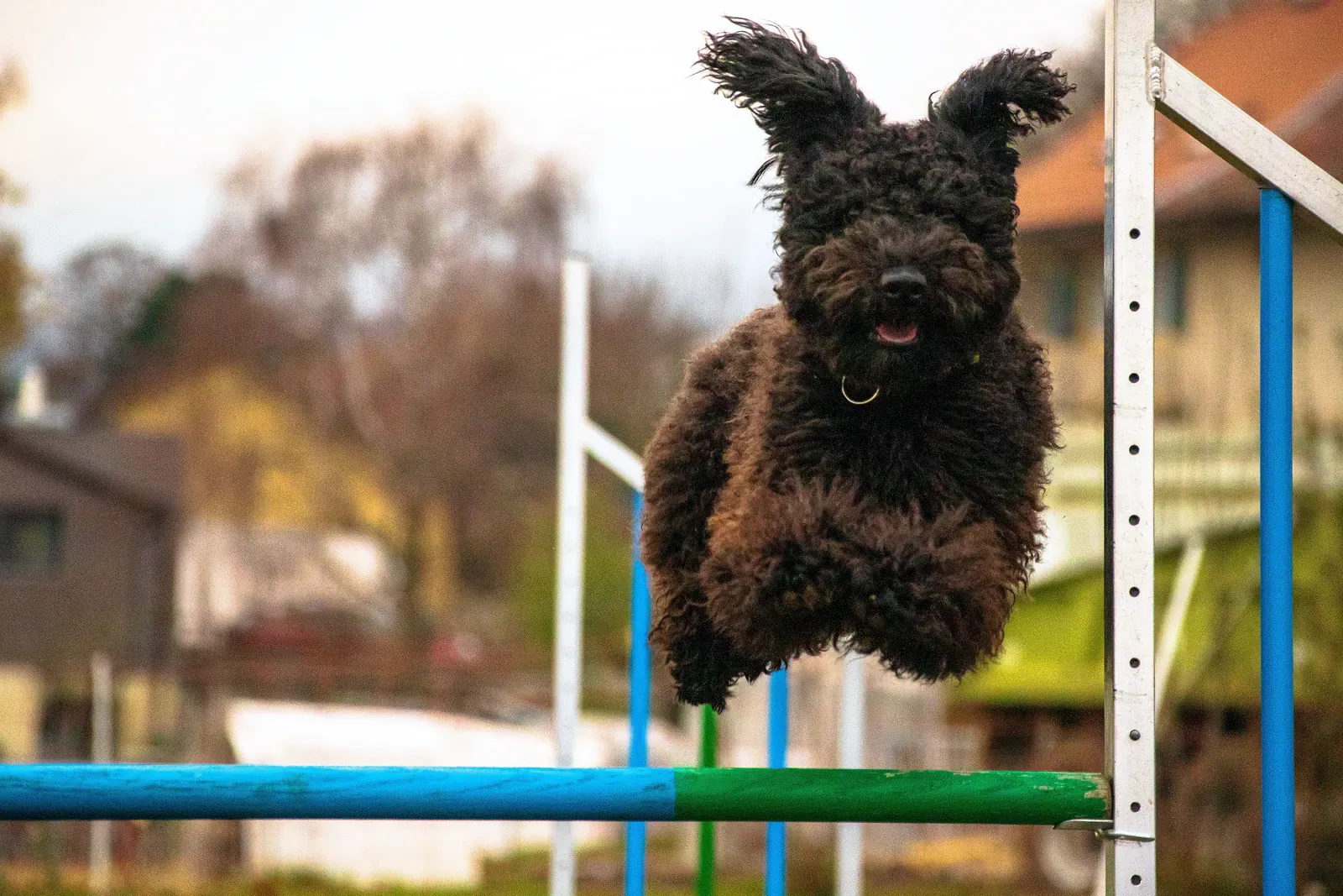 Pumi