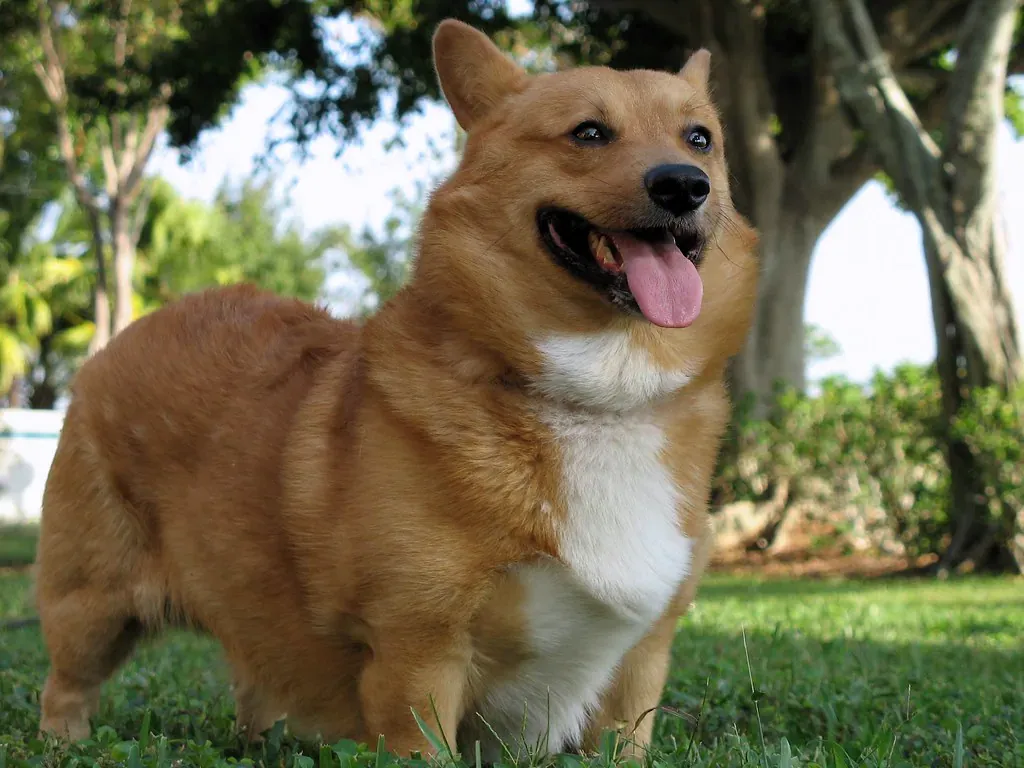 Sable Pembroke Welsh Corgi standing on grass with open mouth