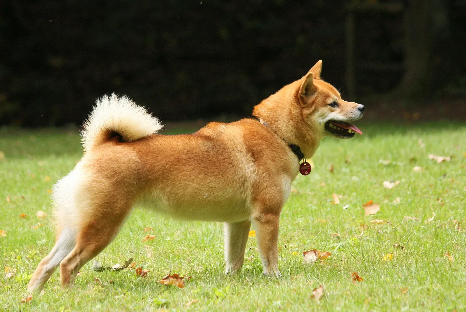 Red Shiba Inu standing in side view on grass with curled tail and white cheek markings