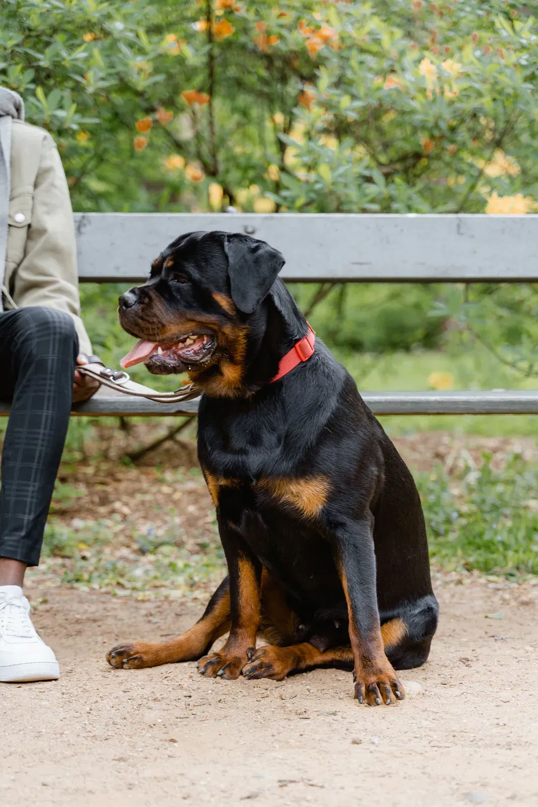 Rottweiler sitting calmly at its handler's side on a leash in a park