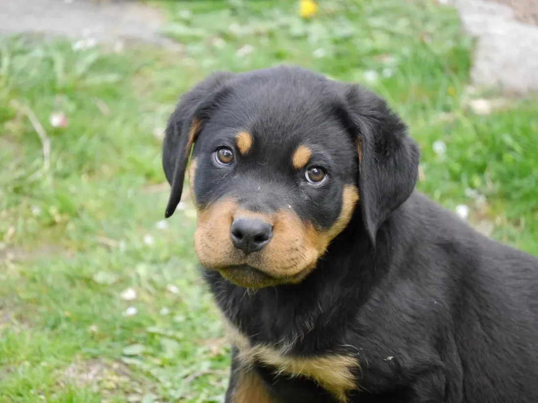 Black and tan Rottweiler puppy sitting on grass