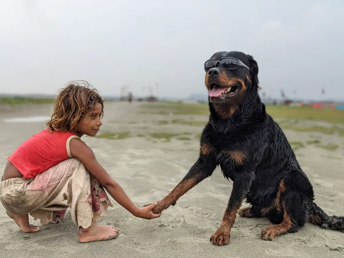 Rottweiler and a young girl touching paw to hand outdoors