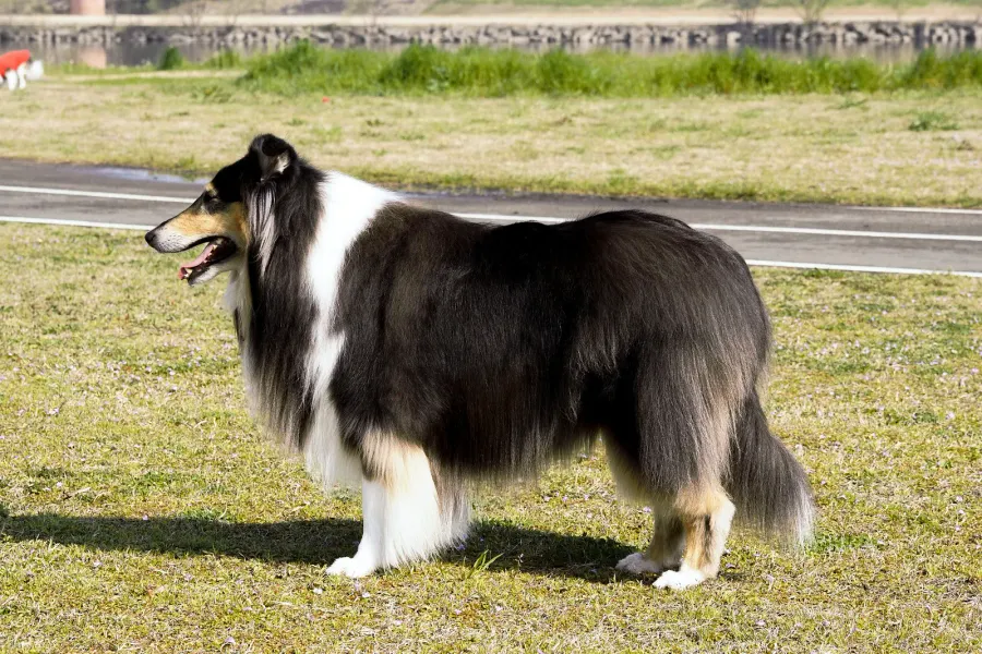 Tricolour Rough Collie standing on grass, side view