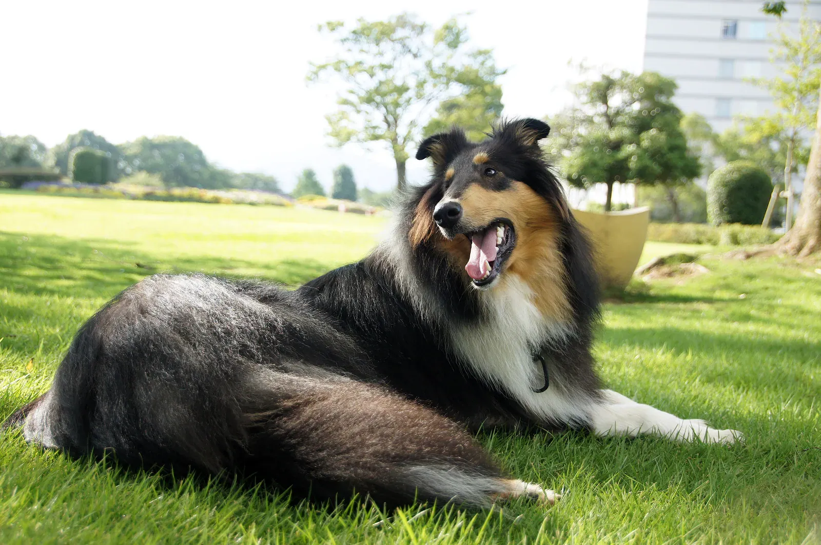 Rough Collie