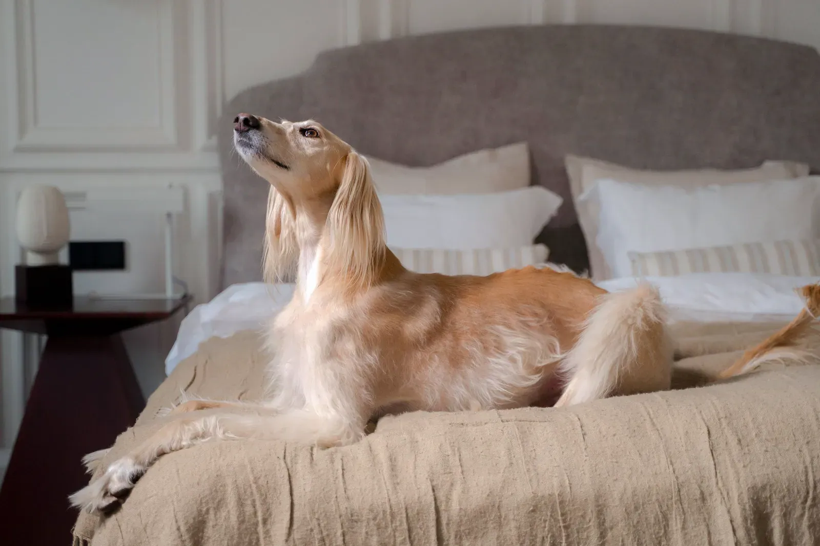 Saluki
