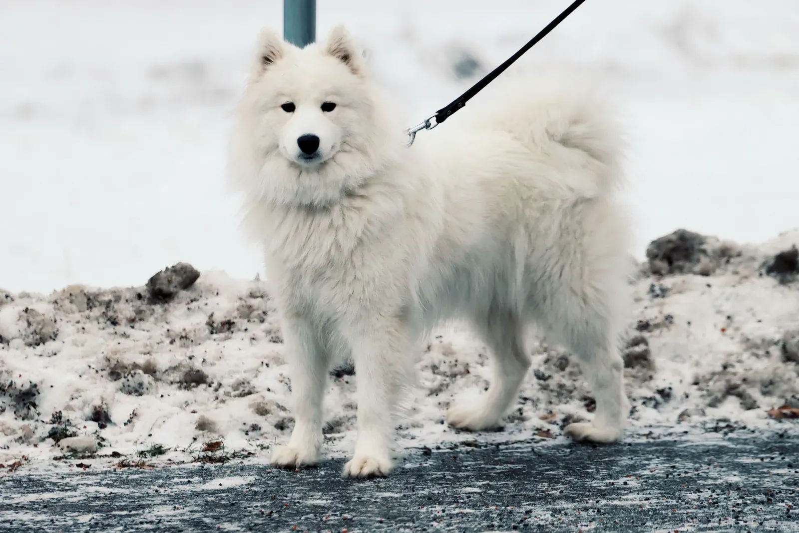 Samoyed standing on snowy ground, full white coat, three-quarter view