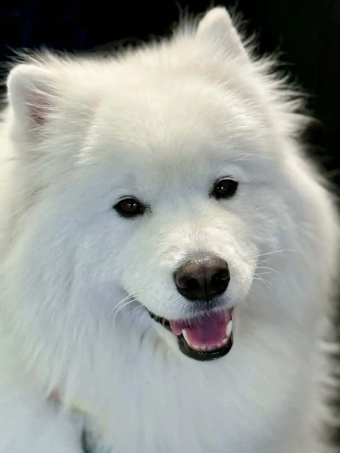 Close portrait of a Samoyed with dark eyes, black lips and pricked ears