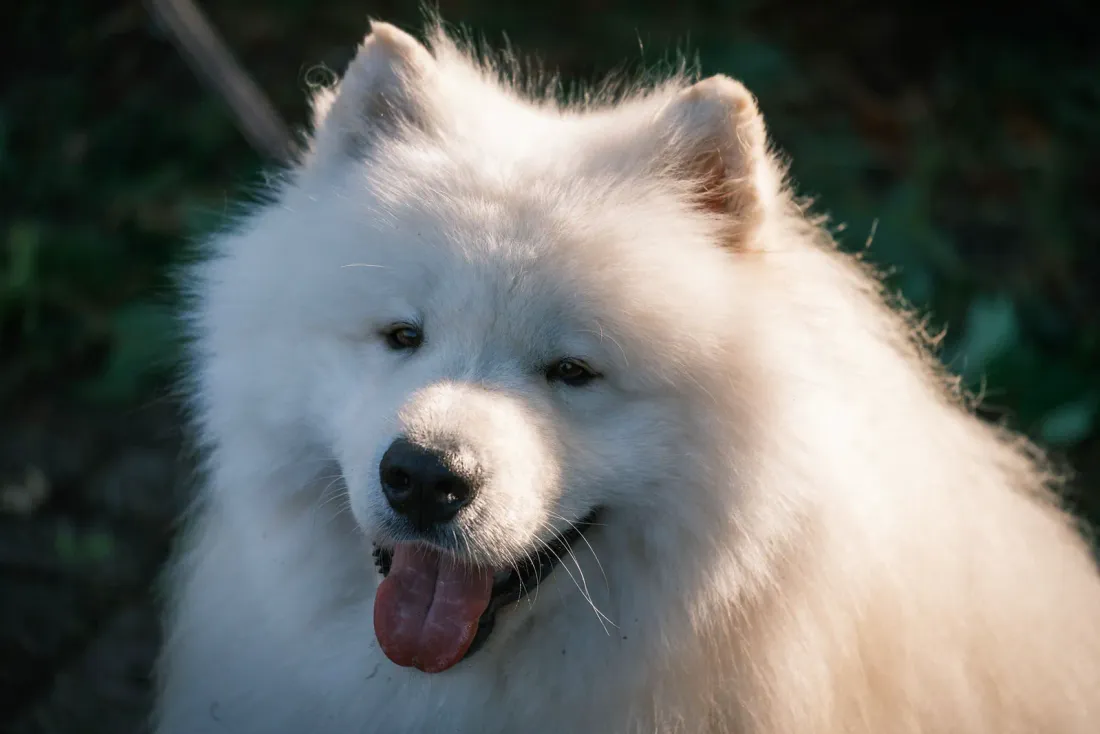 Samoyed head with thick white ruff and double coat