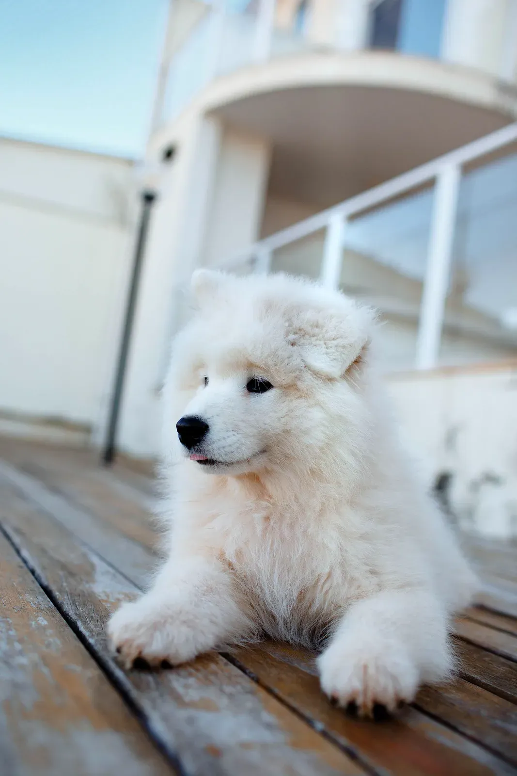 Fluffy white Samoyed puppy lying on a deck, head level view