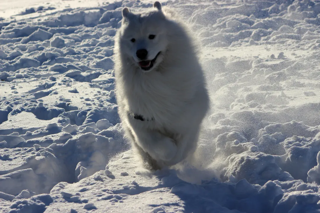 Samoyed running through deep snow