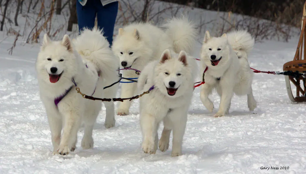 Team of white Samoyeds in harness pulling a sled on snow