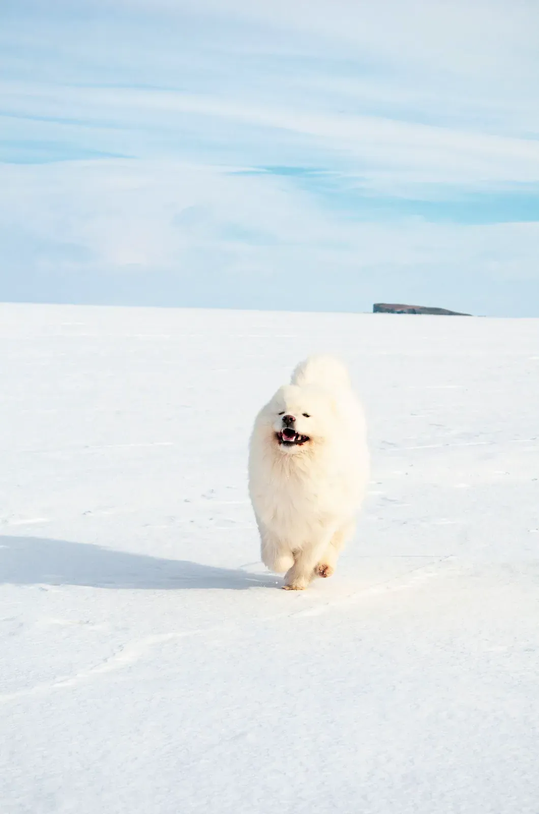 White Samoyed trotting across a snowfield