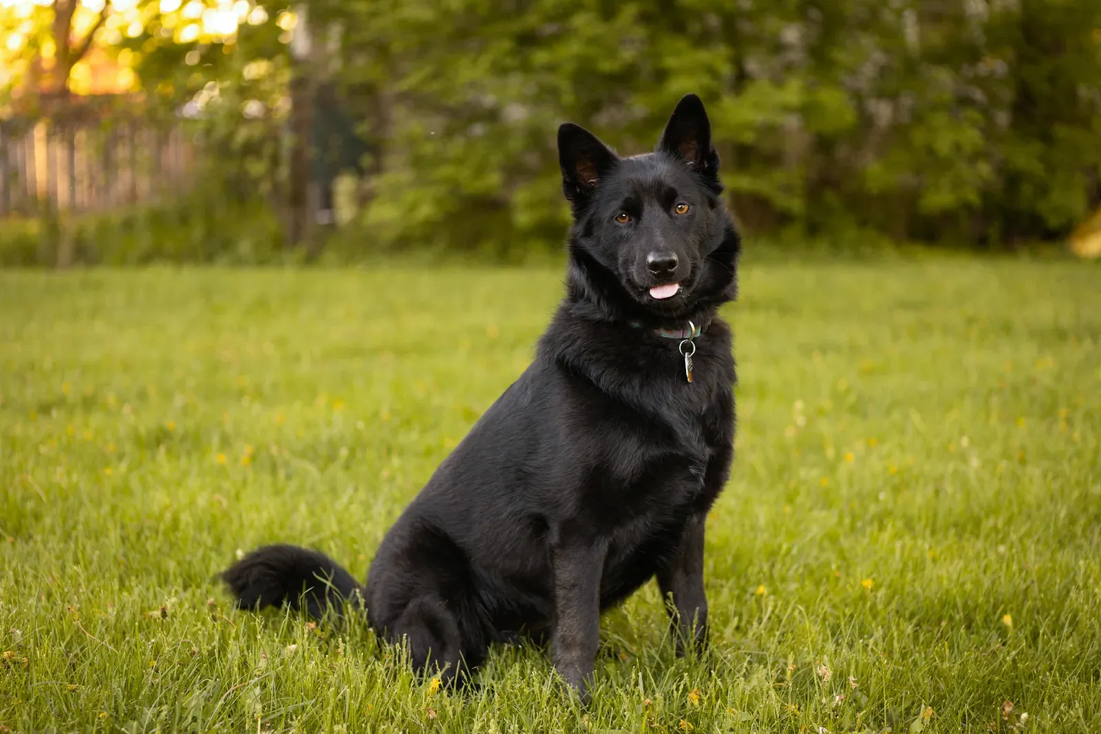 Schipperke