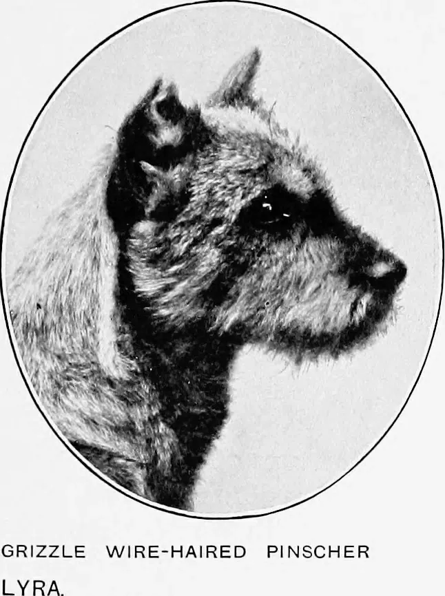 Early schnauzer type head in profile, illustration from The New Book of the Dog, 1907