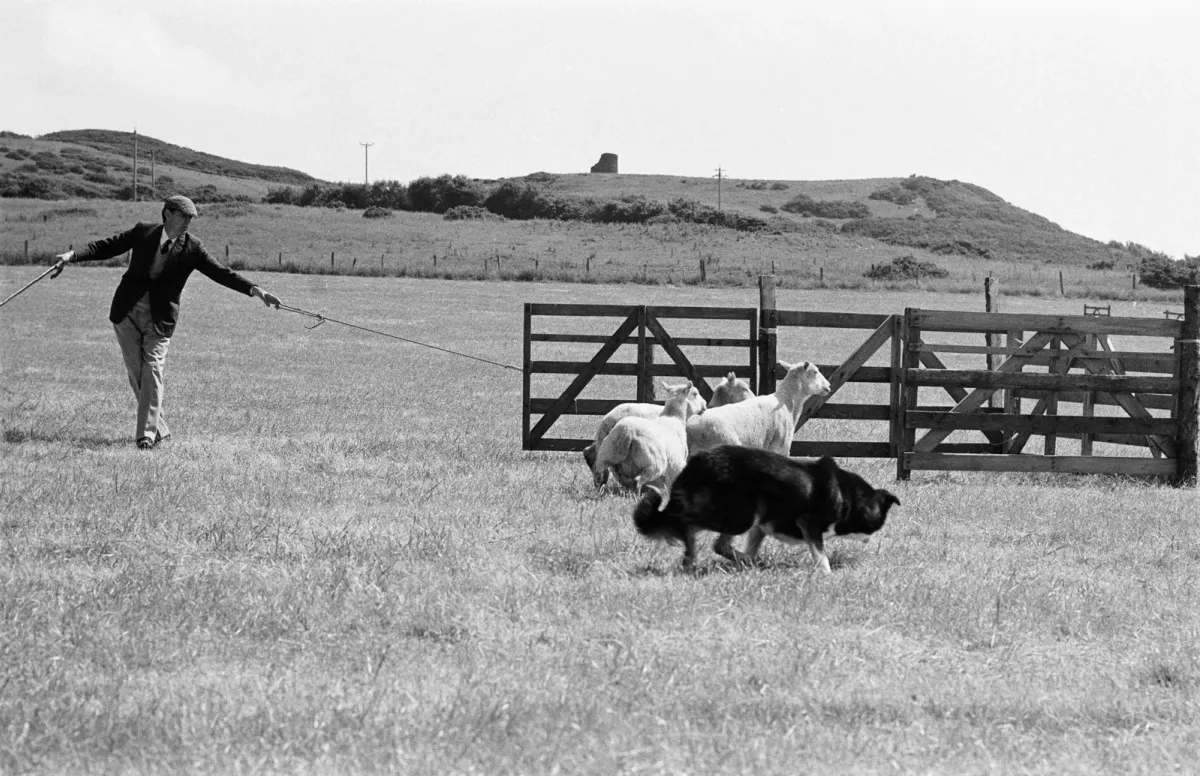 Border Collie working sheep at the Llandudno sheepdog trials