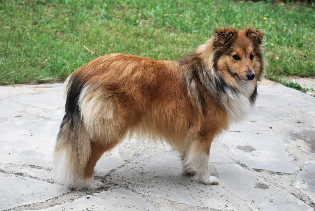 Sable Shetland Sheepdog standing