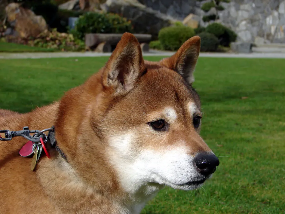 Red Shiba Inu head in profile with erect triangular ears and pale cheek markings