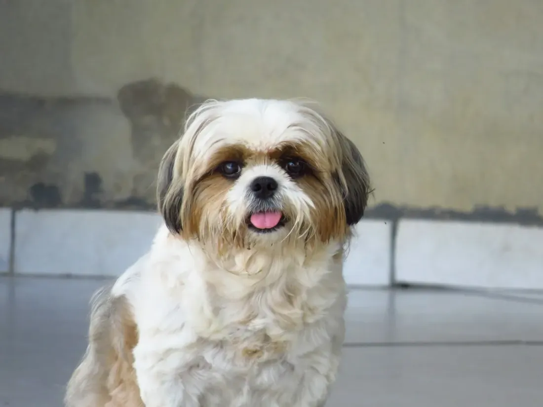 White and brown Shih Tzu sitting indoors