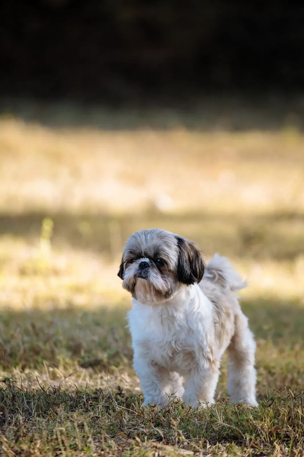 Shih Tzu in a short clip standing on grass