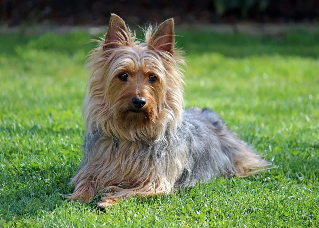 Australian Silky Terrier lying on grass, blue and tan coat